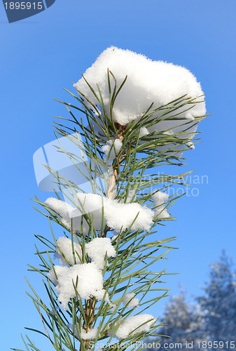 Image of The top of the young pine tree in snow