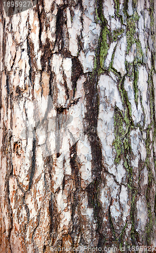 Image of The texture of the bark