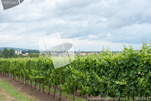 Image of Alsace landscape and vinewyard