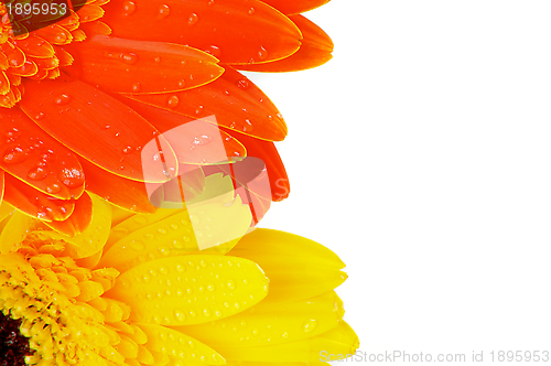 Image of Orange and Yellow Gerbera Flowers