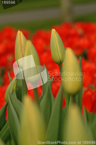 Image of gelbe tulpen | yelow tulips