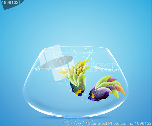 Image of Angelfish jumping to other bowl