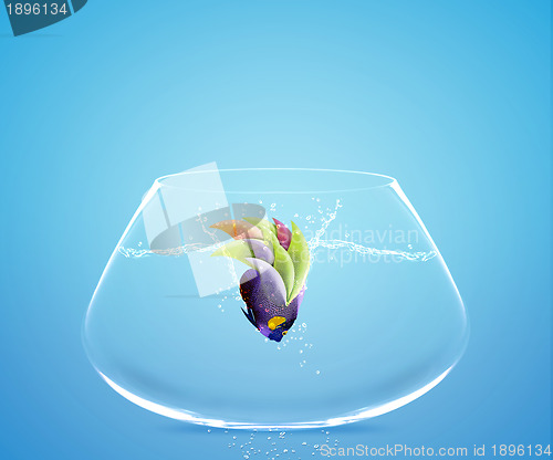 Image of Angelfish jumping to other bowl