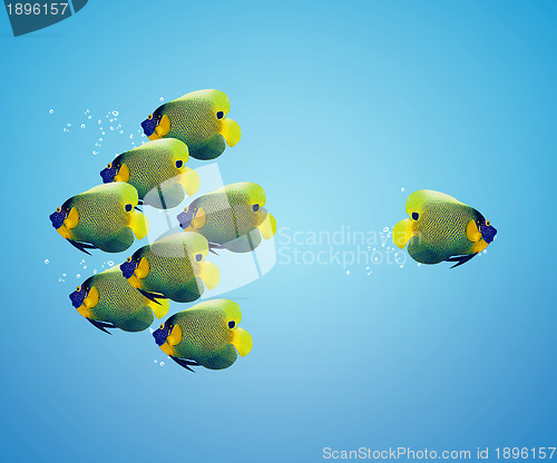 Image of angelfish in difference way