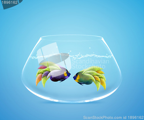 Image of Two Angelfish in fishbowl falling in love