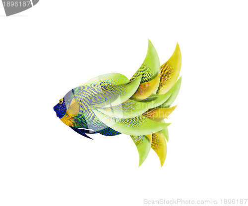 Image of colorful angelfish