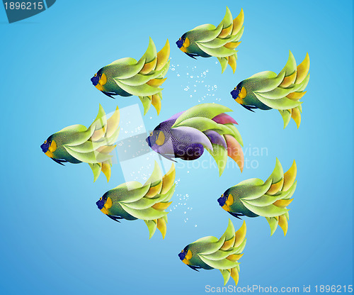 Image of Purble angelfish between group of green angelfish