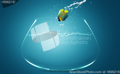 Image of Angelfish jumping to other bowl