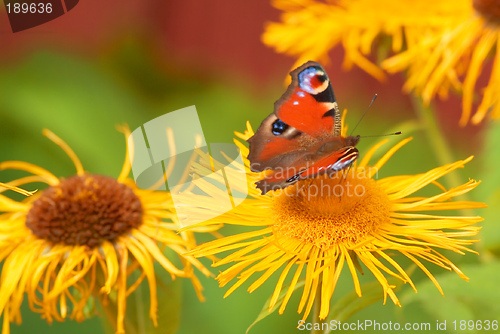 Image of Schmetterling | butterfly