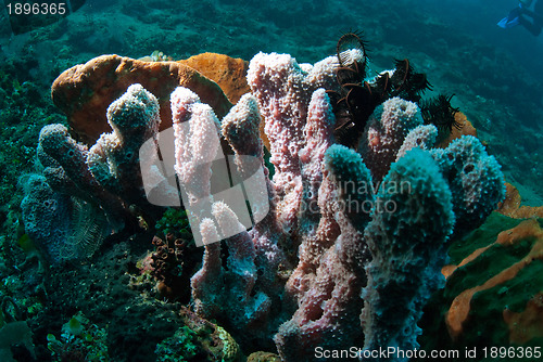 Image of Underwater coral, fish, and plants in Bali