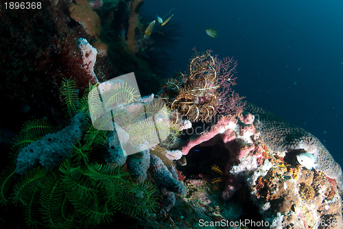 Image of Underwater coral, fish, and plants in Bali