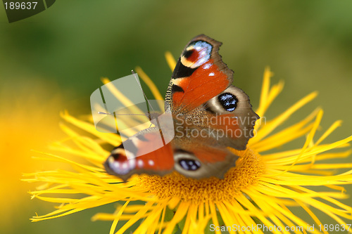 Image of Schmetterling | butterfly