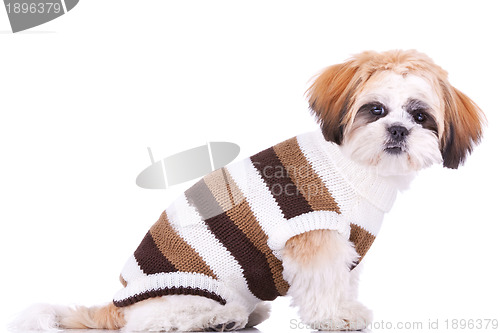 Image of  cute little dressed shih tzu puppy