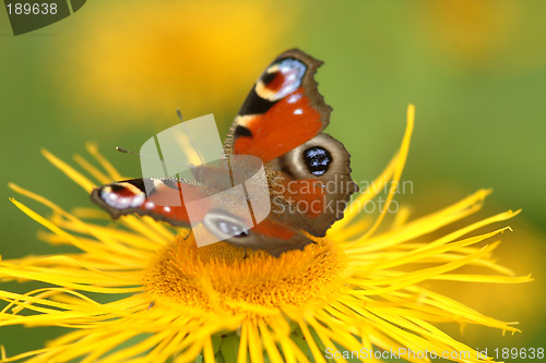 Image of Schmetterling | butterfly