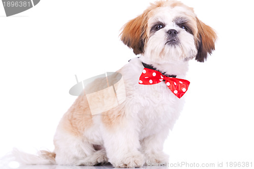 Image of sitting little shih tzu puppy