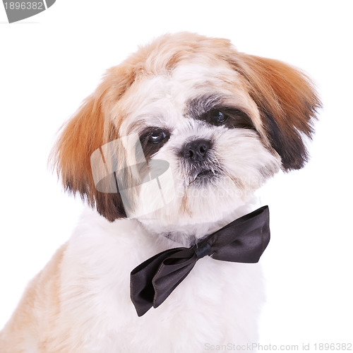 Image of head of a little shih tzu gentleman 