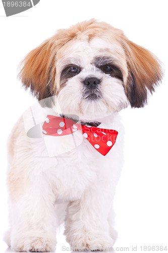 Image of cute shih tzu puppy standing 