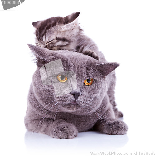 Image of cute playful cats