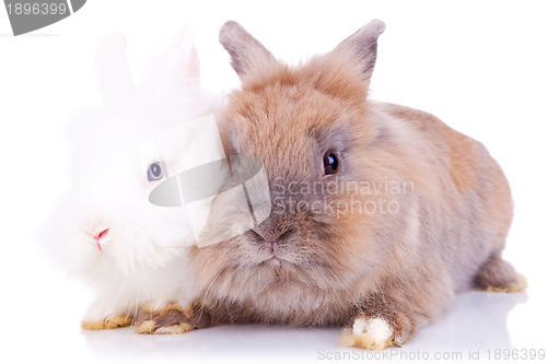 Image of two little rabbits standing together