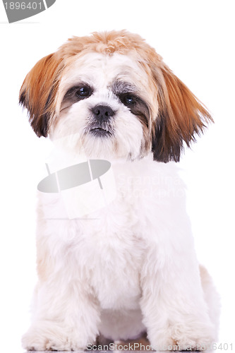 Image of seated little shih tzu puppy