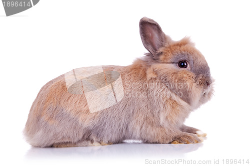 Image of adorable brown little bunny
