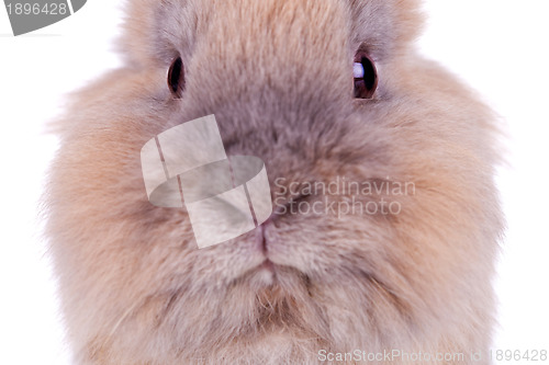 Image of cute brown rabbit's head