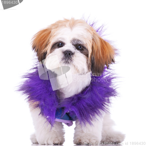 Image of sweet looking shih tzu puppy