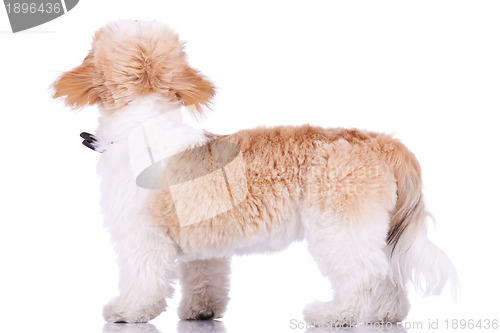 Image of back of a shih tzu puppy standing 
