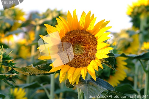 Image of Sonnenblume | sunflowers