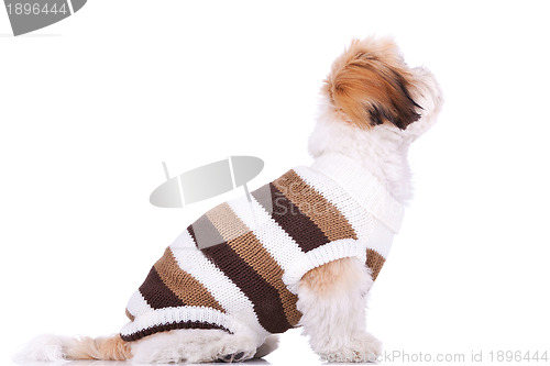 Image of dressed shih tzu puppy looking up at something