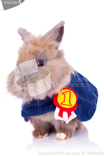 Image of little bunny champion