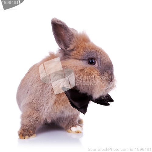 Image of little bunny gentleman