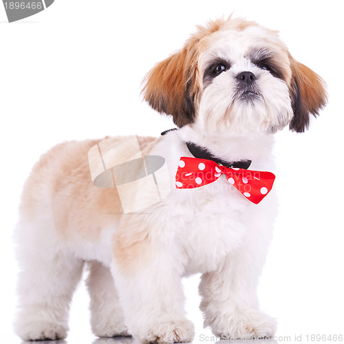 Image of shih tzu puppy, wearing a red neck bow