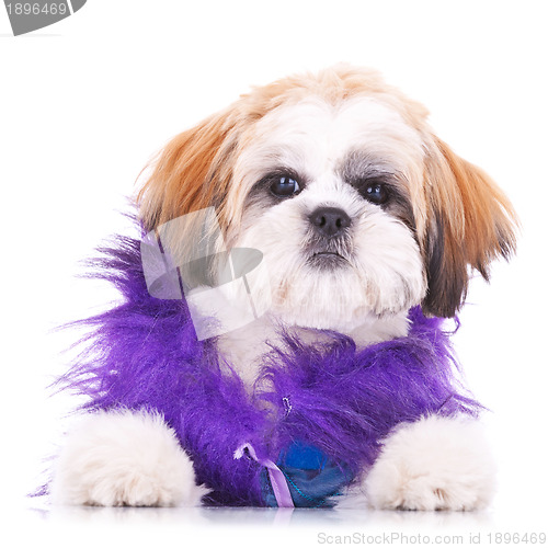 Image of adorable dressed shih tzu puppy