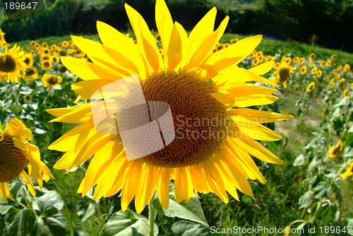 Image of Sonnenblume | sunflowers