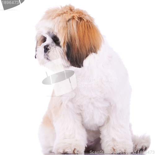 Image of shih tzu looking at its side