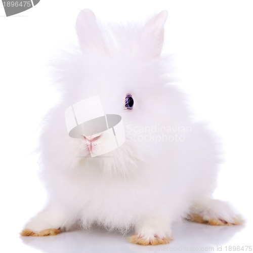 Image of curious little white bunny