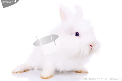 Image of side view of a cute little white bunny