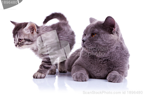 Image of adorable cats on white background