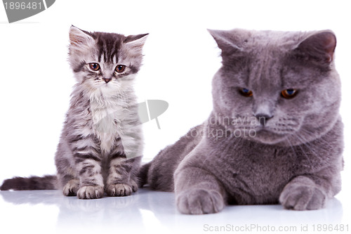 Image of two curious british cats looking down