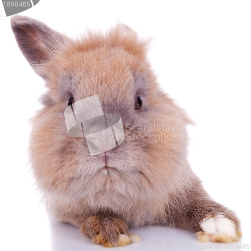 Image of  curious little brown rabbit