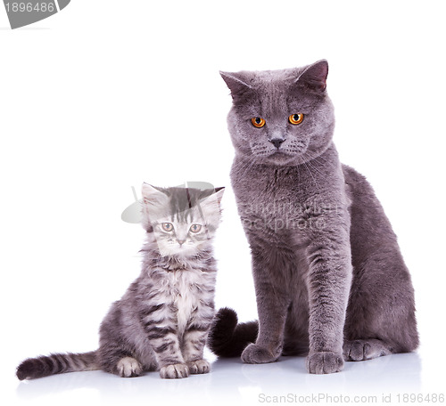 Image of two very curious british cats