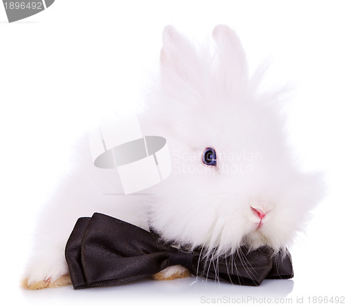 Image of cute little rabbit  with neck bow