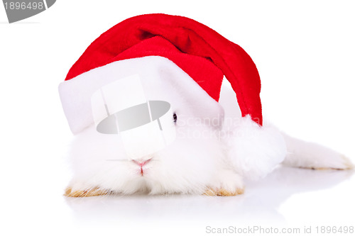 Image of santa bunny looking to the camera 