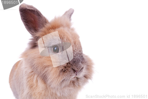 Image of face of a little brown rabbit