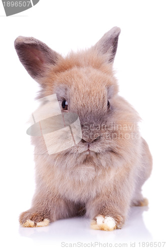 Image of sweet little bunny posing for the camera
