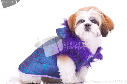 Image of  shih tzu puppy  dressed  like a pimp