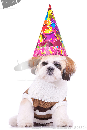 Image of  shih tzu puppy wearing a party hat 