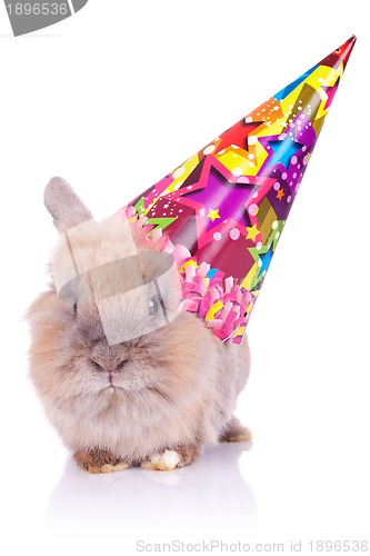 Image of little cute birthday rabbit