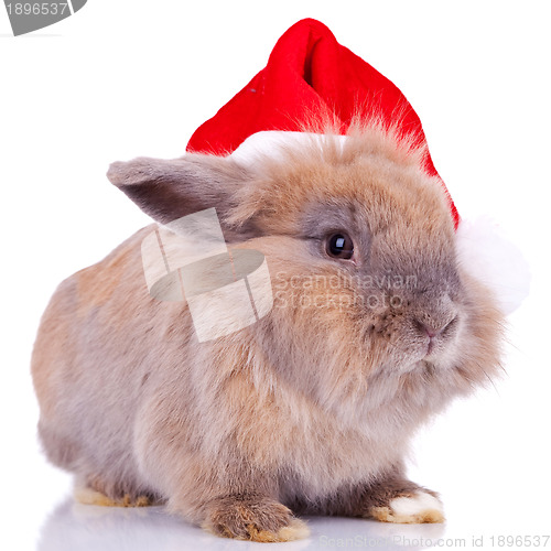 Image of cute little santa bunny